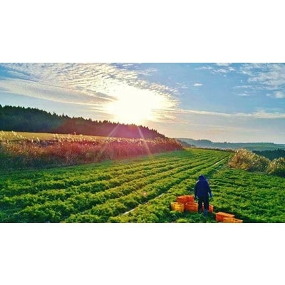 山都でしか野菜セット5～10品目程度