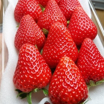 食べ比べイチゴセット280g×2パック(よつぼし、恋みのり、ゆうべに、紅ほっぺから2種)