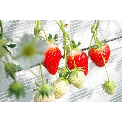 なかはた農園のイチゴギフト(9～15粒　450g)
