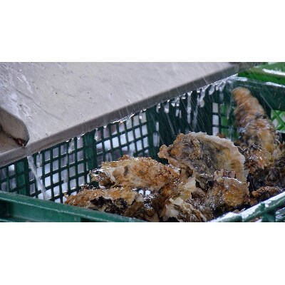 三重県鳥羽浦村産　生食用殻つき牡蠣20個入と剥き身牡蠣500gのセット　17-04