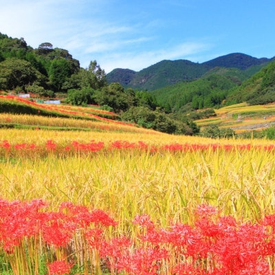 2024年4月発送開始『定期便』無洗米 熊本県産ヒノヒカリ 5kg 菊池米　全12回