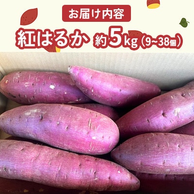 さつまいも 紅はるか 約5kg(9～38個) 熊本県【GGYパッケージ】(菊池市)