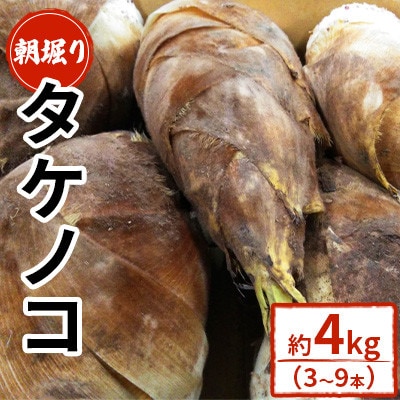 【先行予約! 4月上旬から順次発送開始】 筍 朝掘り 約4kg 【GGYパッケージ】(菊池市)