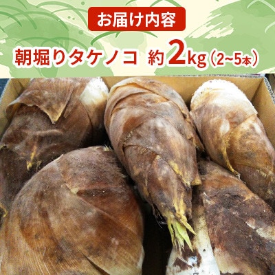 【先行予約! 4月上旬から順次発送開始】 筍 朝掘り 約2kg 【GGYパッケージ】(菊池市)