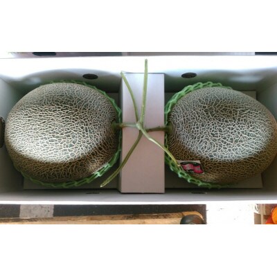 肥後グリーンメロン　2玉入り　3Lサイズ以上(菊池市)