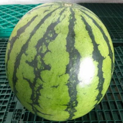 大玉西瓜　1玉入り　7kg以上 【GGYパッケージ】(菊池市)