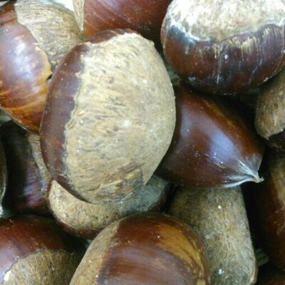 栗　約2kg　サイズ2L～M 【GGYパッケージ】(菊池市)