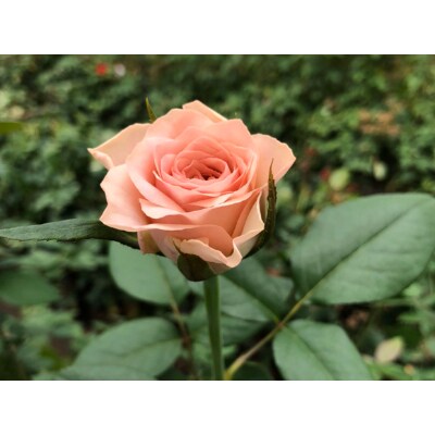 バラの花束 プラムマリー ピンクパープル 1束 10本 お礼品詳細 ふるさと納税なら さとふる バラの花束 プラムマリー ピンクパープル 1束 10本 お礼品詳細 ふるさと納税なら さとふる