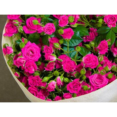 品種と色はおまかせ 豪華なバラの花束 60本
