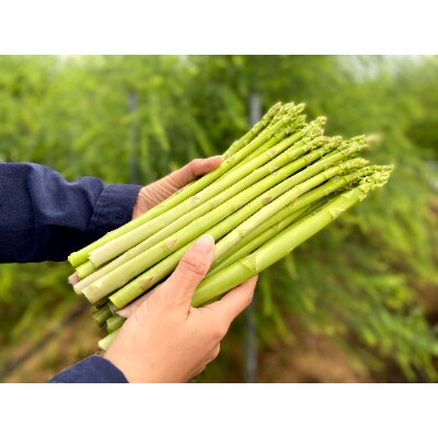 阿蘇の新鮮グリーンアスパラガス1kg お礼品詳細 ふるさと納税なら さとふる