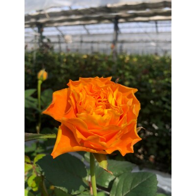 バラの花束 オレンジ 黄色系 1束10本 お礼品詳細 ふるさと納税なら さとふる バラの花束 オレンジ 黄色系 1束10本 お礼品詳細 ふるさと納税なら さとふる