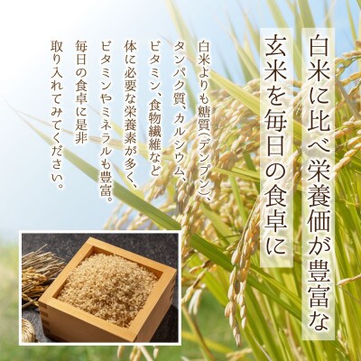 阿蘇のおいしいお米　食べ比べセット(玄米バージョン)5品種×2kg　合計10kg