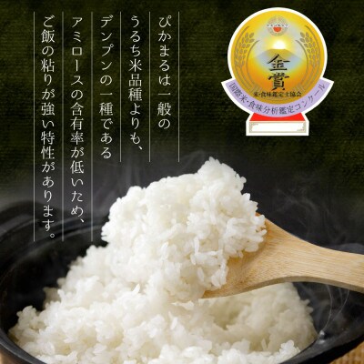 極美純米ぴかまる300g×6個　ギフトセット