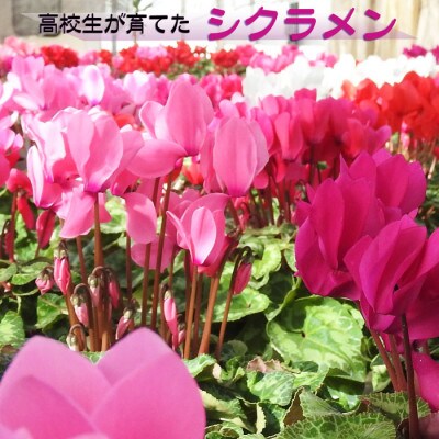 阿蘇の高校生が愛情込めて育てたシクラメン(5号鉢)