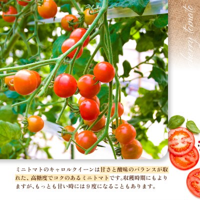 阿蘇がっちゃん農園のミニトマト(キャロルクイーン)750g