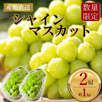 もぎたて大満足シャインマスカット2房