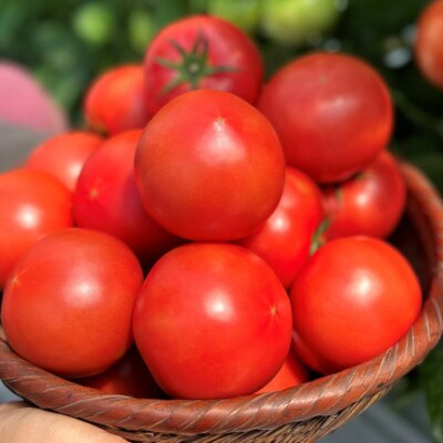 赤熟もぎりの王様トマトと大阿蘇山麓トマトのセット