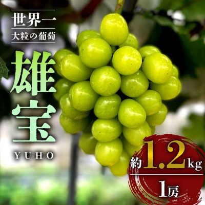 ピンポン玉のような大きな粒が特徴!”希少”なぶどう「雄宝」約1.2kg