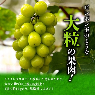 ピンポン玉のような大きな粒が特徴!”希少”なぶどう「雄宝」約1.2kg