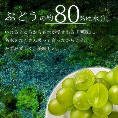 「後藤農園」シャインマスカット 2房(約2kg) 期間限定
