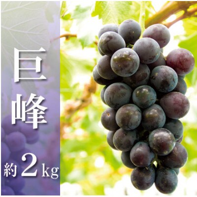 もぎたて巨峰 約4房(約2kg)
