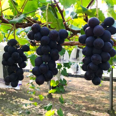 もぎたて巨峰 約4房(約2kg)