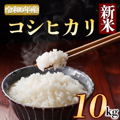 【令和6年産】 アグロスタイルのお米　(コシヒカリ)白米 10kg 熊本県 阿蘇市