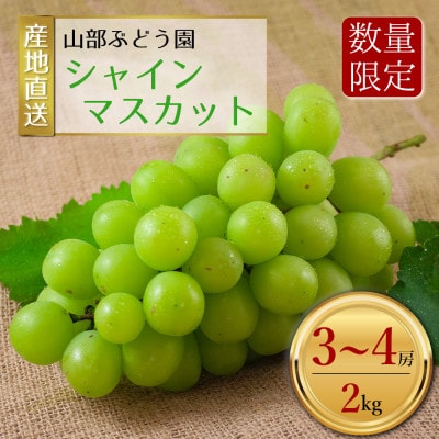 【予約】山部ぶどう園 シャインマスカット 3～4房(約2kg)