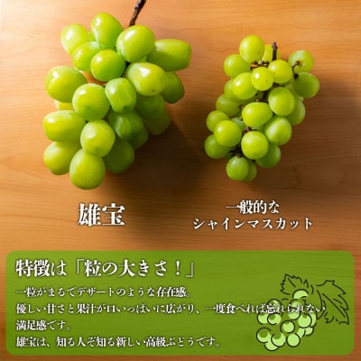 希少なぶどう「雄宝」約800g
