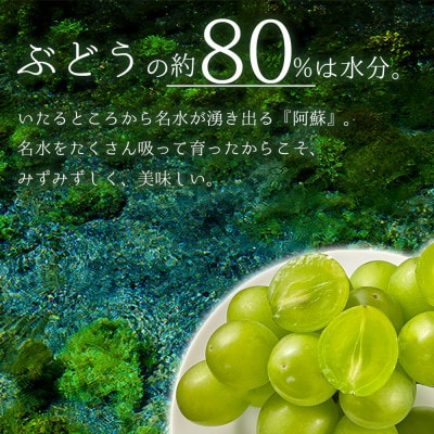 希少なぶどう「雄宝」約800g
