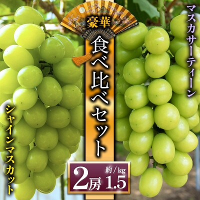 シャインマスカットと希少品種 マスカサーティーン ぶどう食べ比べ【後藤ぶどう園】