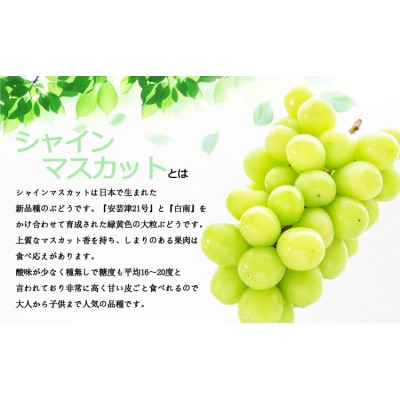 シャインマスカットと希少品種 マスカサーティーン ぶどう食べ比べ【後藤ぶどう園】