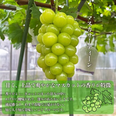 シャインマスカットと希少品種 マスカサーティーン ぶどう食べ比べ【後藤ぶどう園】