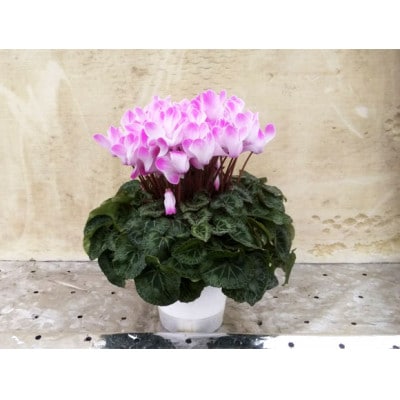 yԌzh̍Z߂ĈĂVN(5)