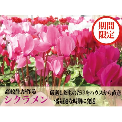 【期間限定】阿蘇の高校生が愛情込めて育てたシクラメン(5号鉢)