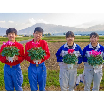 【期間限定】阿蘇の高校生が愛情込めて育てたシクラメン(5号鉢)
