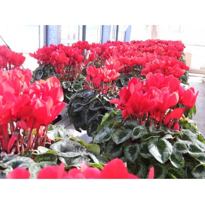 【期間限定】阿蘇の高校生が愛情込めて育てたシクラメン(5号鉢)