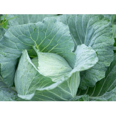 【阿蘇 郷乃舎】野菜ソムリエ上級プロ厳選 阿蘇高原の旬便りセット 8～10品目