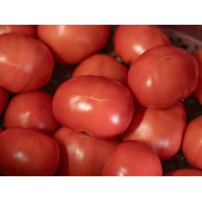 【阿蘇 郷乃舎】野菜ソムリエ上級プロ厳選 阿蘇高原の旬便りセット 8～10品目
