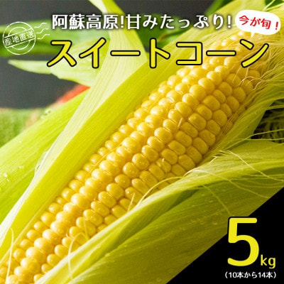産地直送!阿蘇の採れたてスイートコーン約5kg