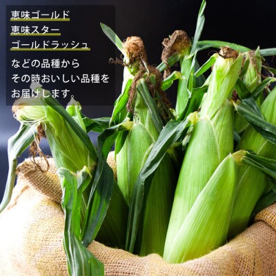 産地直送!阿蘇の採れたてスイートコーン約5kg