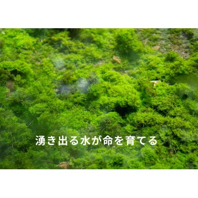 【阿蘇 郷乃舎】野菜ソムリエ上級プロ厳選 農家直送こだわり野菜 6～8品目　
