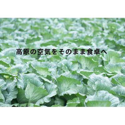 【阿蘇 郷乃舎】野菜ソムリエ上級プロ厳選 農家直送こだわり野菜 6～8品目　