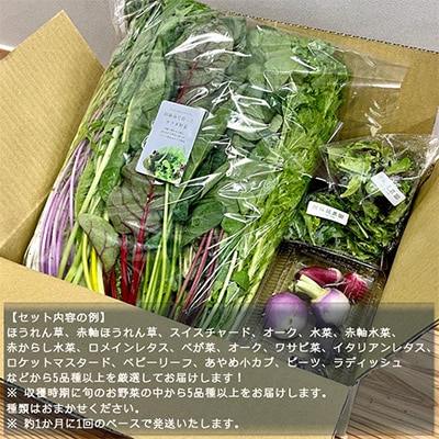 【毎月定期便】サラダ野菜セット 5品種以上全12回