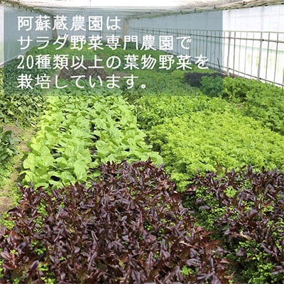 【毎月定期便】サラダ野菜セット 5品種以上全12回