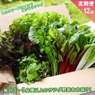 【毎月定期便】サラダ野菜セット 3～5品以上を毎月お届け全12回