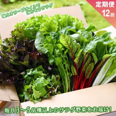 【毎月定期便】サラダ野菜セット 3～5品以上を毎月お届け全12回