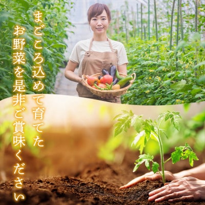 【毎月定期便】季節のお野菜セットMサイズ 旬のお野菜を厳選してお届け全6回