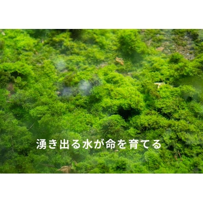 【毎月定期便】【阿蘇 郷乃舎】野菜ソムリエ上級プロ厳選 阿蘇高原の旬便りセット 8～10品目全3回