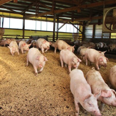 阿波の金時豚 詰め合わせ セット 960g 豚肉 ロース 焼き肉 バラ 切り落とし しゃぶしゃぶ